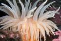 Know about sea worms
